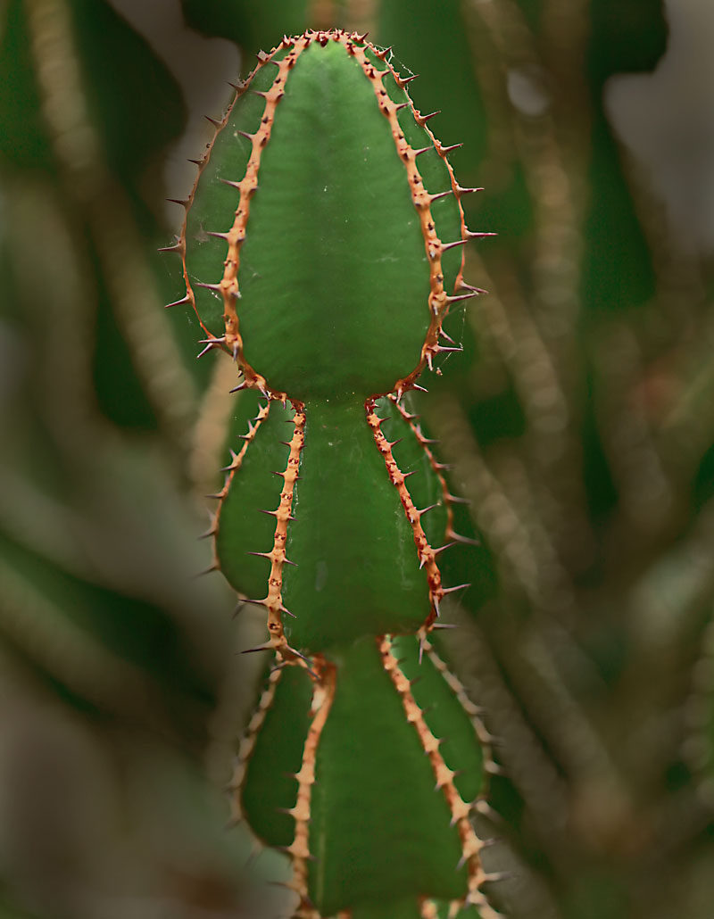 Euphorbia cooperi